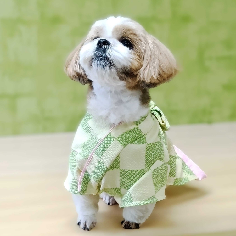 女の子市松柄イメージ