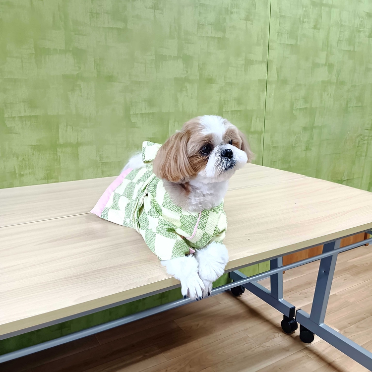 女の子市松柄イメージ