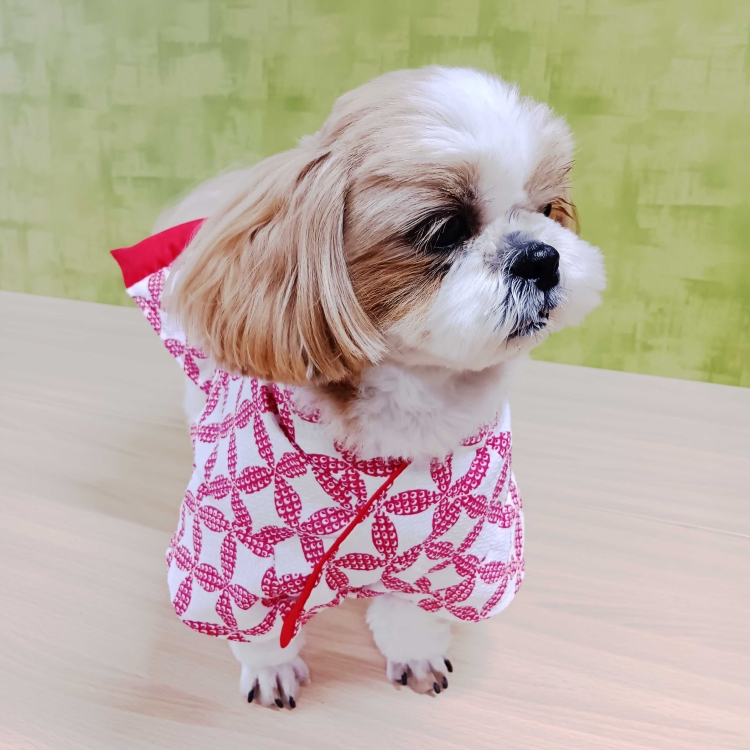 女の子七宝柄イメージ