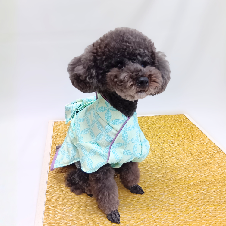 女の子七宝柄イメージ