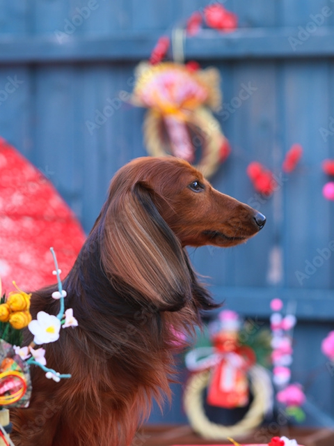 お正月のイメージ